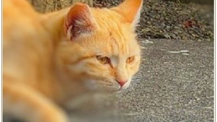 公園の猫たち