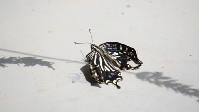 アゲハ蝶の観察日記