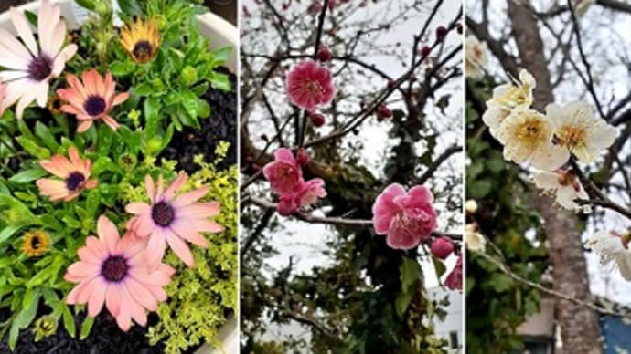 寄せ植えのオステオスペルマムと春が待ち遠しかった待機中の苗たち