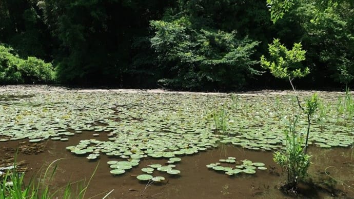 石神井公園の三宝寺池
