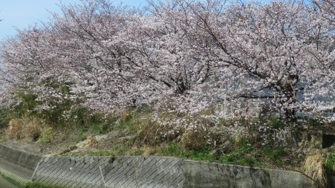 ご近所桜、満開！