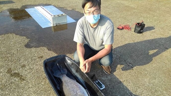 標識放流713号(2024年度16号-再捕2号)