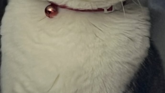 猫三昧 猫でお茶を濁す