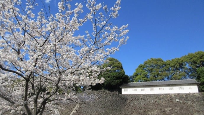 サクラサク 隅田公園