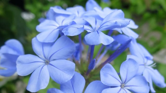 期間限定解放敷地に☆満開の桜【国重要文化財 旧醸造試験場・赤煉瓦酒造工場】◆