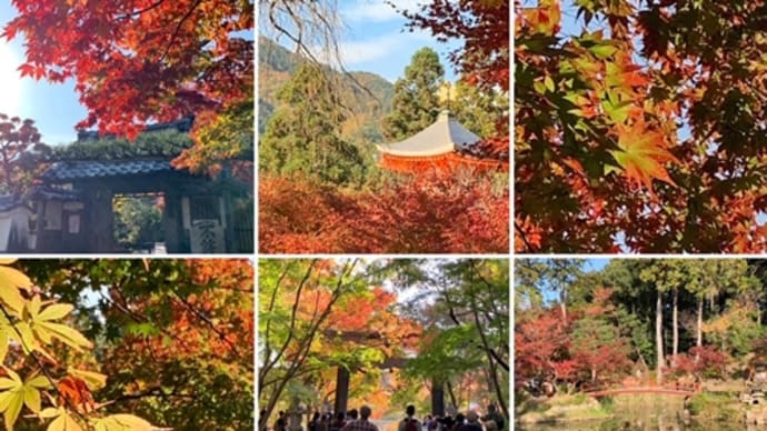 紅葉真っ盛り！大原野神社