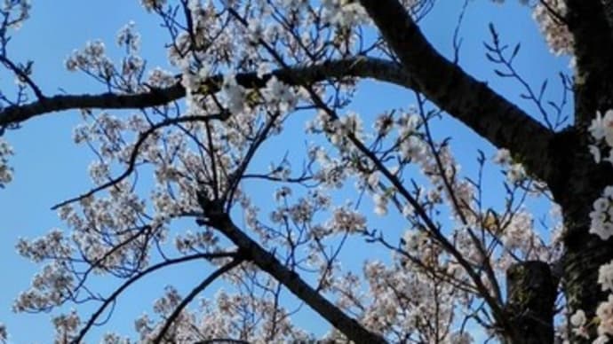 勢至公園の桜