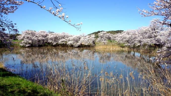 　大池公園の桜