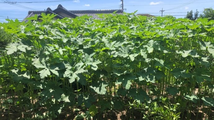 野菜を持って孫もりに　〜　菜園ライフ326