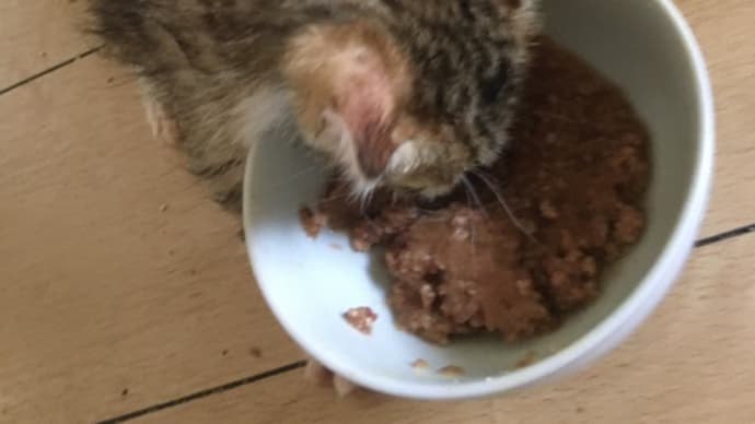 ババッチー(>人<;)