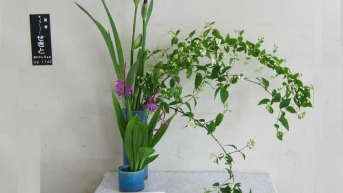 篠窪(しのくぼ)の隣町 花芸安達流 北澤様が「梅花空木の花」を生けて下さいました (2023/04/25)