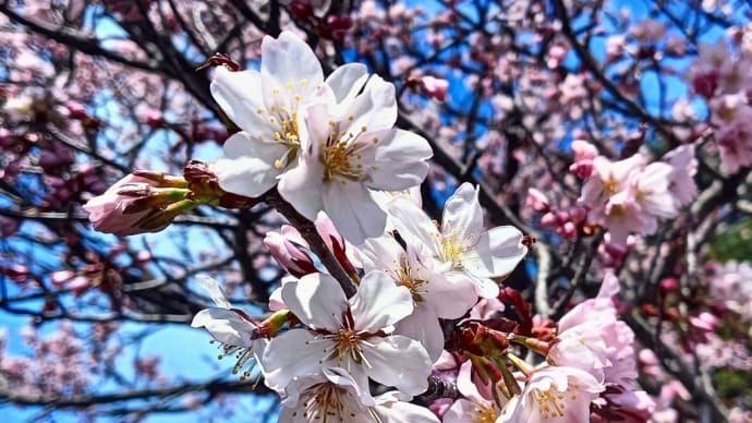 円山でも桜🌸が咲き始めました！～円山公園＆北海道神宮～