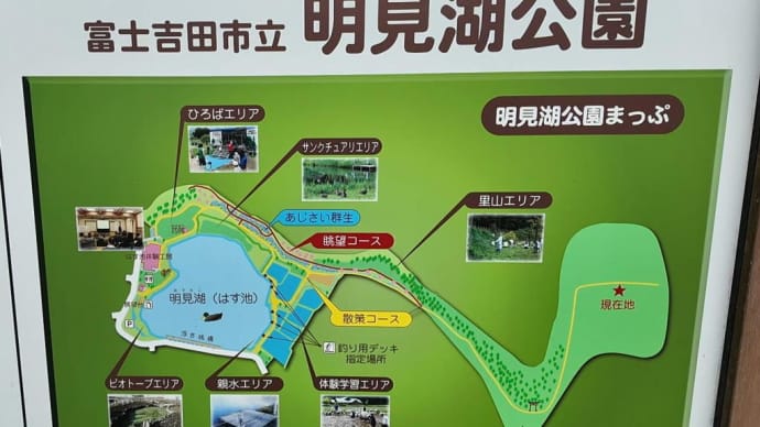 明日見湖(はす池)の蓮とアジサイ 山梨県富士吉田市
