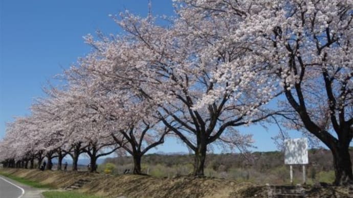 那珂川河川公園他に花見に行きました 2024/4