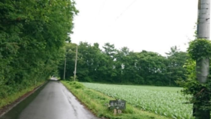 北軽井沢、嬬恋村、高原野菜の収穫がボチボチ始まりました。