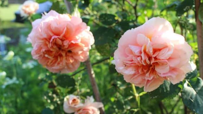 ギヨーの薔薇 ヴェルシーニ