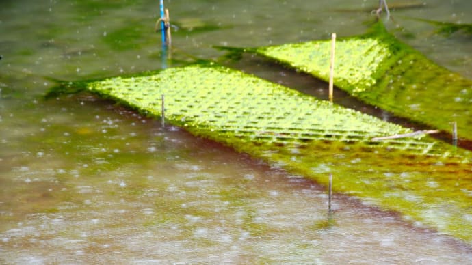 雨の神津佐川