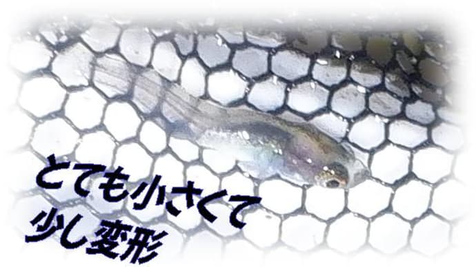 世界に1つだけのめだかちゃん!障害あっても頑張るメダカちゃん!気になるオンリーワン!~皆さんも応援して欲しいなぁ^・・・