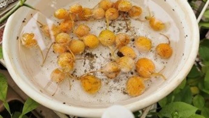 今年も始めようかしらん?