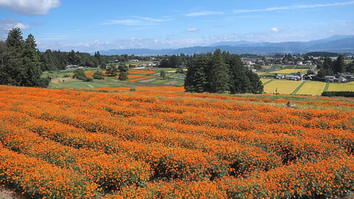 ★キバナコスモスと萩の花など(2)2023