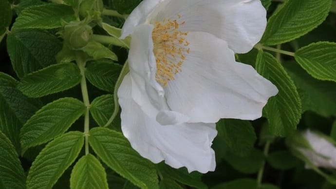 忘れられたハマナスの花