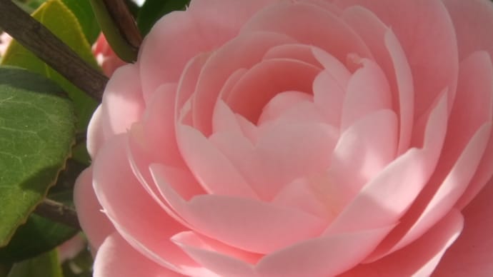 希少な緑の桜✨御衣黄桜(ギョイコウザクラ)萌黄色・淡緑から中心部が紅色に~