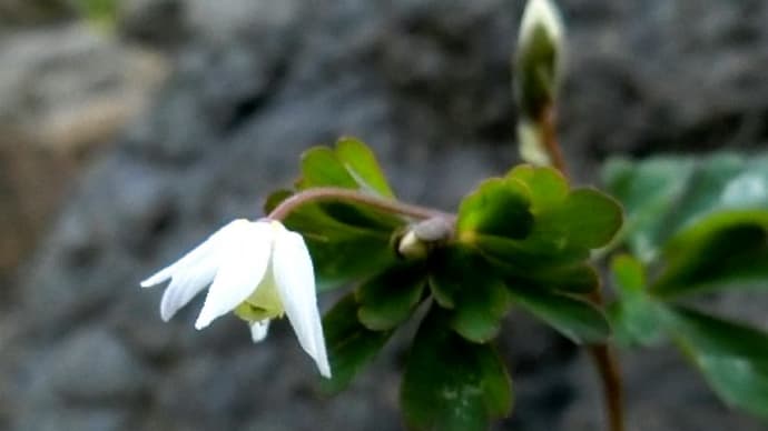 極小の野草花達も春を謳歌してる、ヒメウズ、キュウリグサ、スズメノエンドウ、他