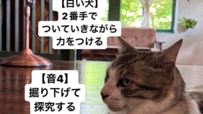 〜マヤ暦　K174    白い魔法使い・白い犬・音5〜　マヤ暦“時間を外した日”