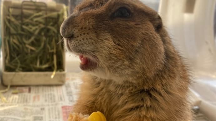 ゆめ6歳になりました^ ^