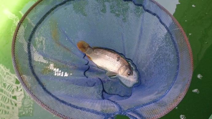 昼休みチャレンジ〜1時間で魚を釣って帰ってこれるか〜