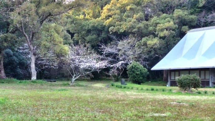 「海のギャラリー」竜串園地の桜