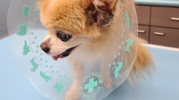 高齢になるといろいろ大変です