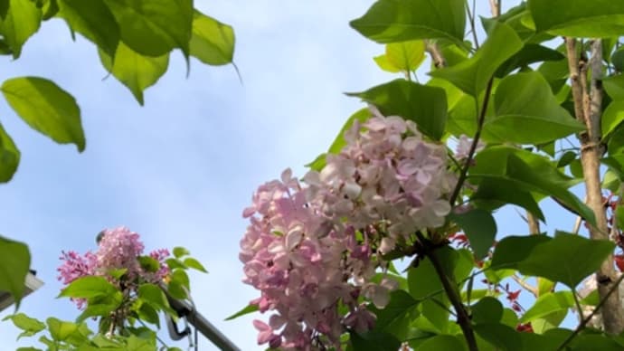 八重桜