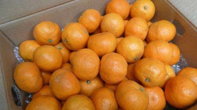 胃が悪いとねえ…柑橘も… 胃カメラにまつわる 忌まわしいお話でございます☆彡 河内晩柑今が旬!(番宣!?)