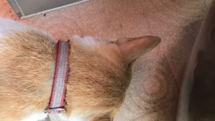 猫の後頭部♡