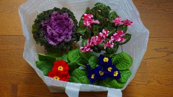 お花の福袋？