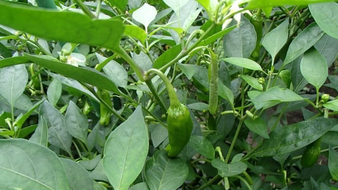 採れ過ぎ夏野菜の消費法(シシトウ編)