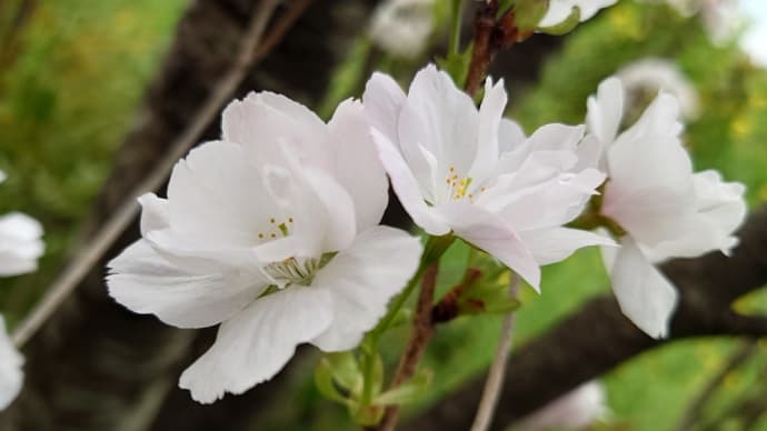 4月21日（日）花見山の遅咲き桜
