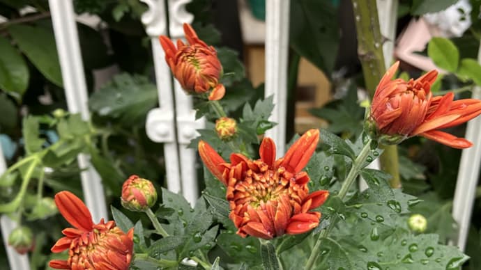 菊と薔薇と