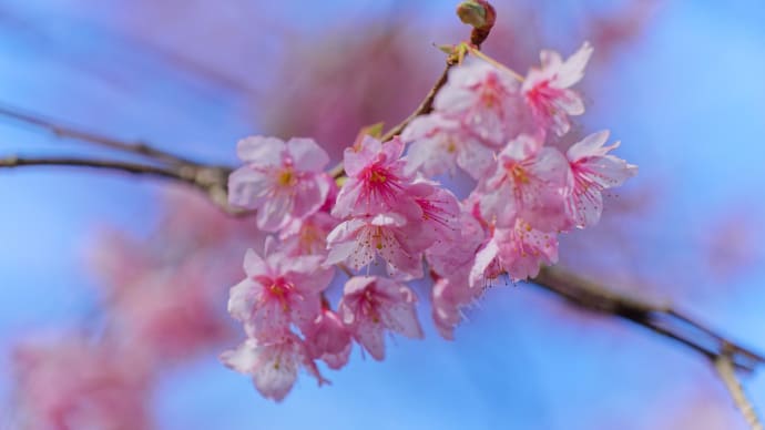 初御代桜 (皇子が丘公園)