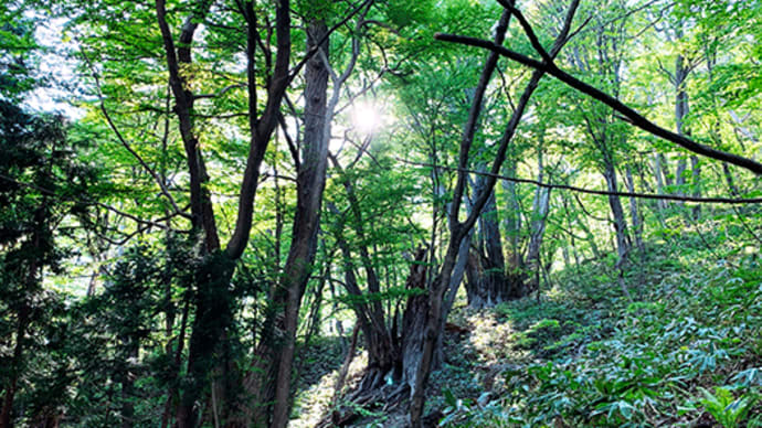 【札幌円山「原生林」と相模原「里山林」】