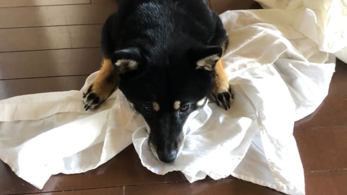 お留守番 頑張ったワン❣️ 10/13 てぃだ🐶💓
