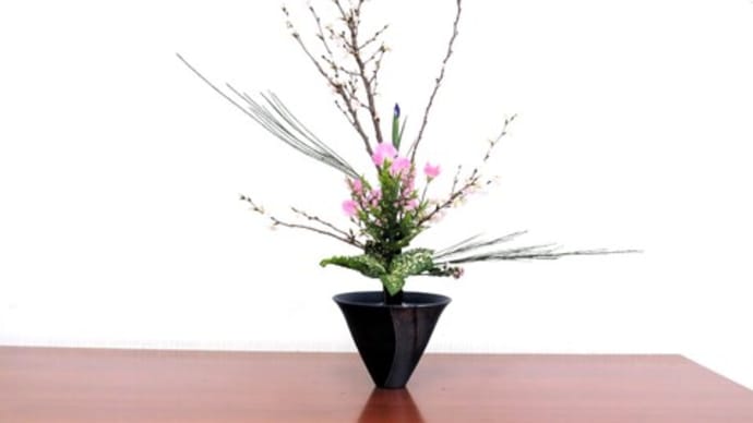 ケイオウザクラ(ヒガンザクラとほかの桜を合わせた桜)の立花・・春です