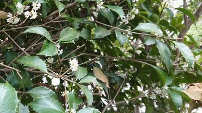 ひっそりと咲く銀木犀 #銀木犀 #金木犀 #鶏頭 #桜の紅葉