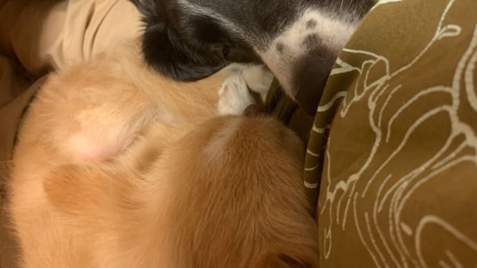 ワンコと飼主の関係とは?