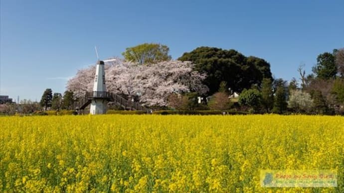 菜の花と桜・見晴公園
