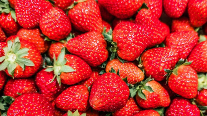 ••🍓畑のプロからプレゼント🍓••