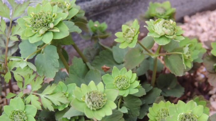 我が家の山野草前線