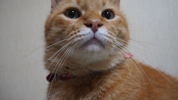 中華そば土州屋へ行きたいな