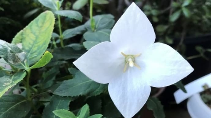 7月の庭の花 続き 4枚花弁の桔梗 ニューギニア・インパチェンス